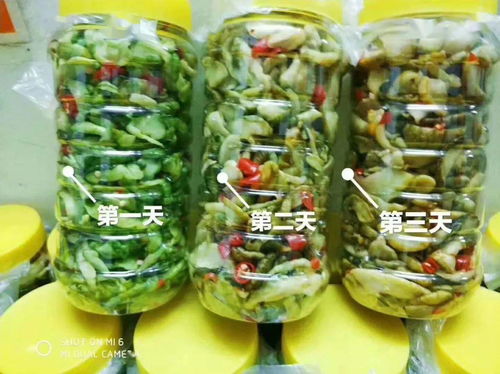 零投資高回報，攜手賀州壽城，共筑地瓜產業新篇章
