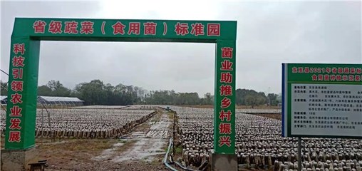 東至縣創建省級蔬菜園 深化初加工，繪就鄉村振興新藍圖