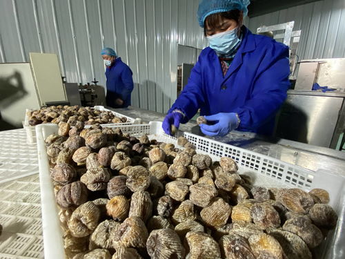 陜西大荔農產品深加工 華麗轉身，身價倍增，20多個新品種走紅春節(jié)市場