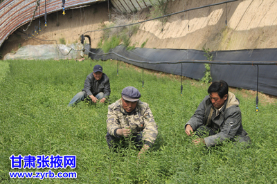 民樂縣大力發(fā)展現(xiàn)代農(nóng)業(yè)紀(jì)實(shí) 食用農(nóng)產(chǎn)品初加工結(jié)碩果